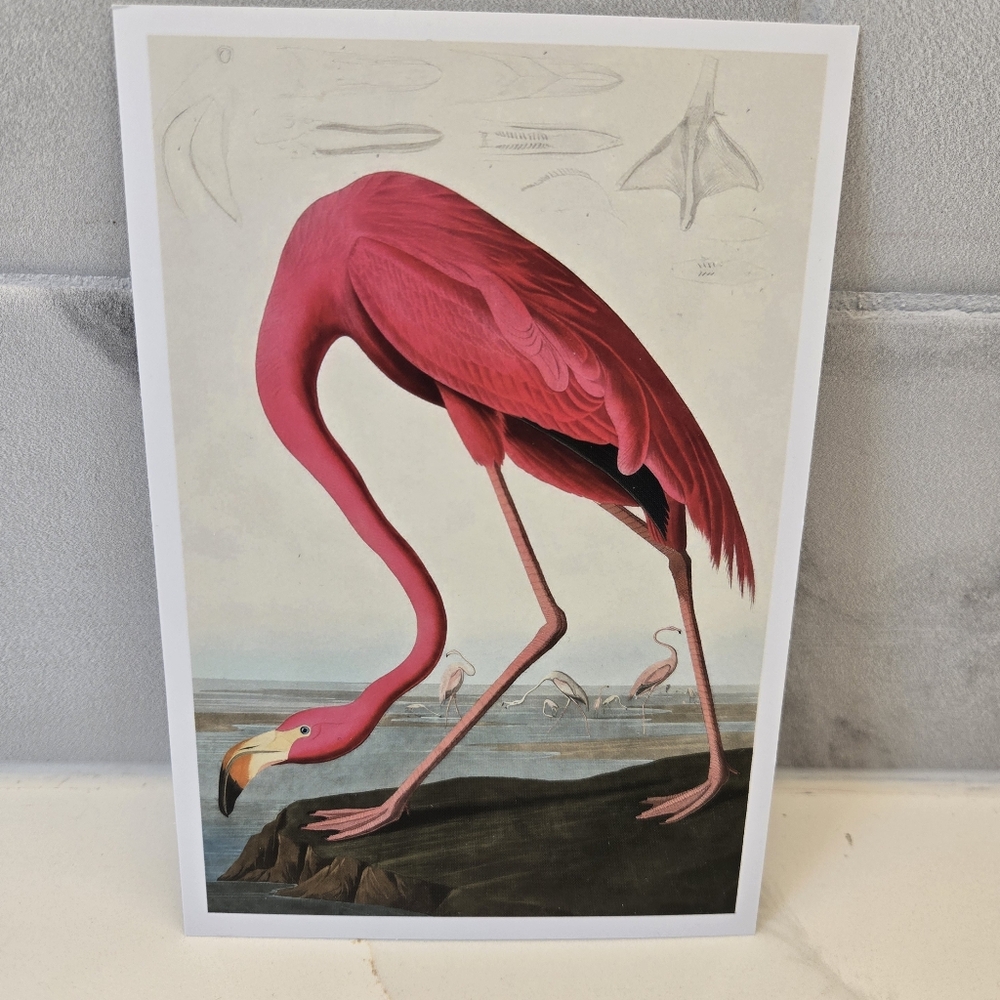 American Flamingo Audubon‎ Bird Poster Reproduction Paper4x6